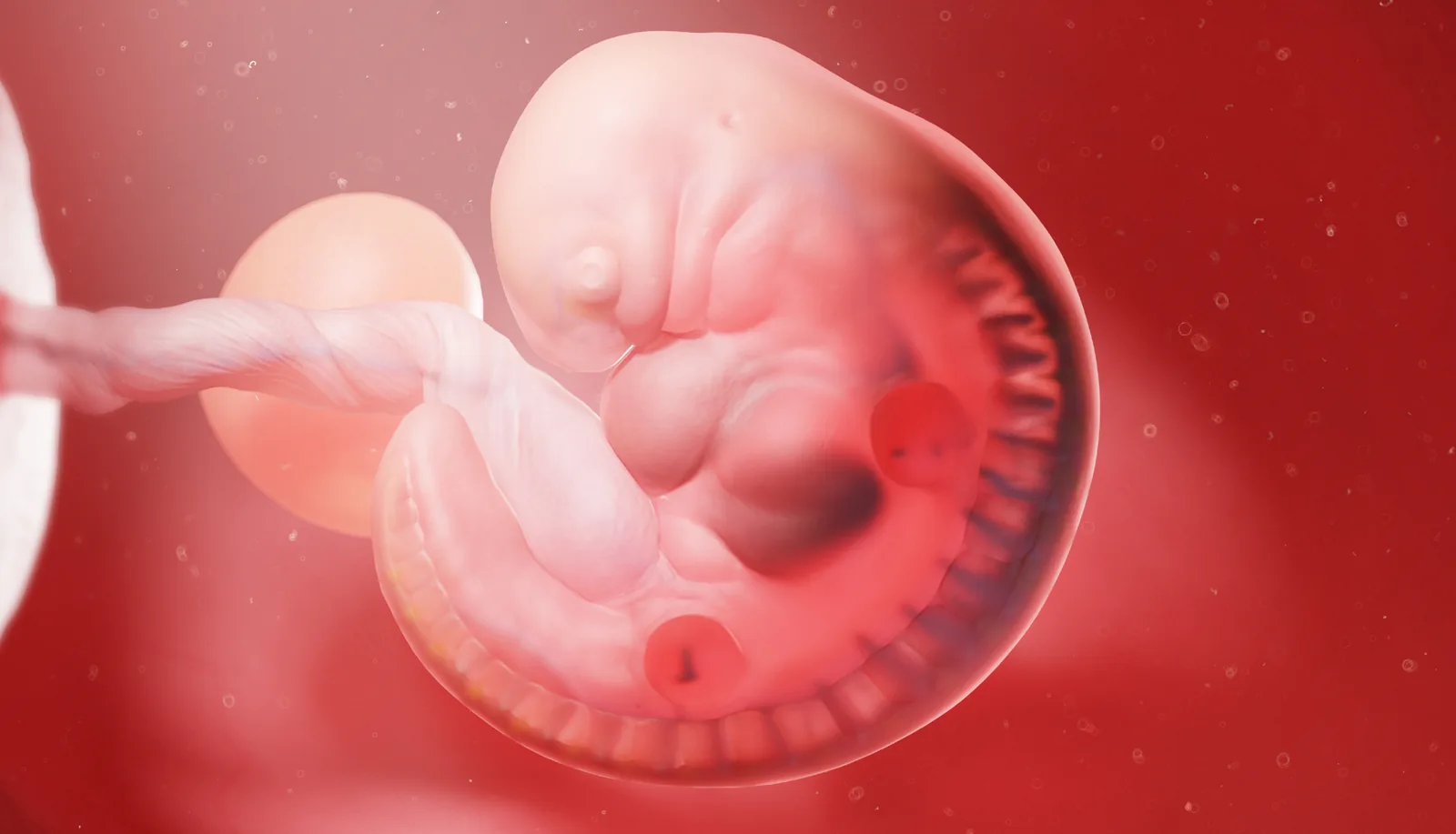 Illustration of an embryo at an early stage of development